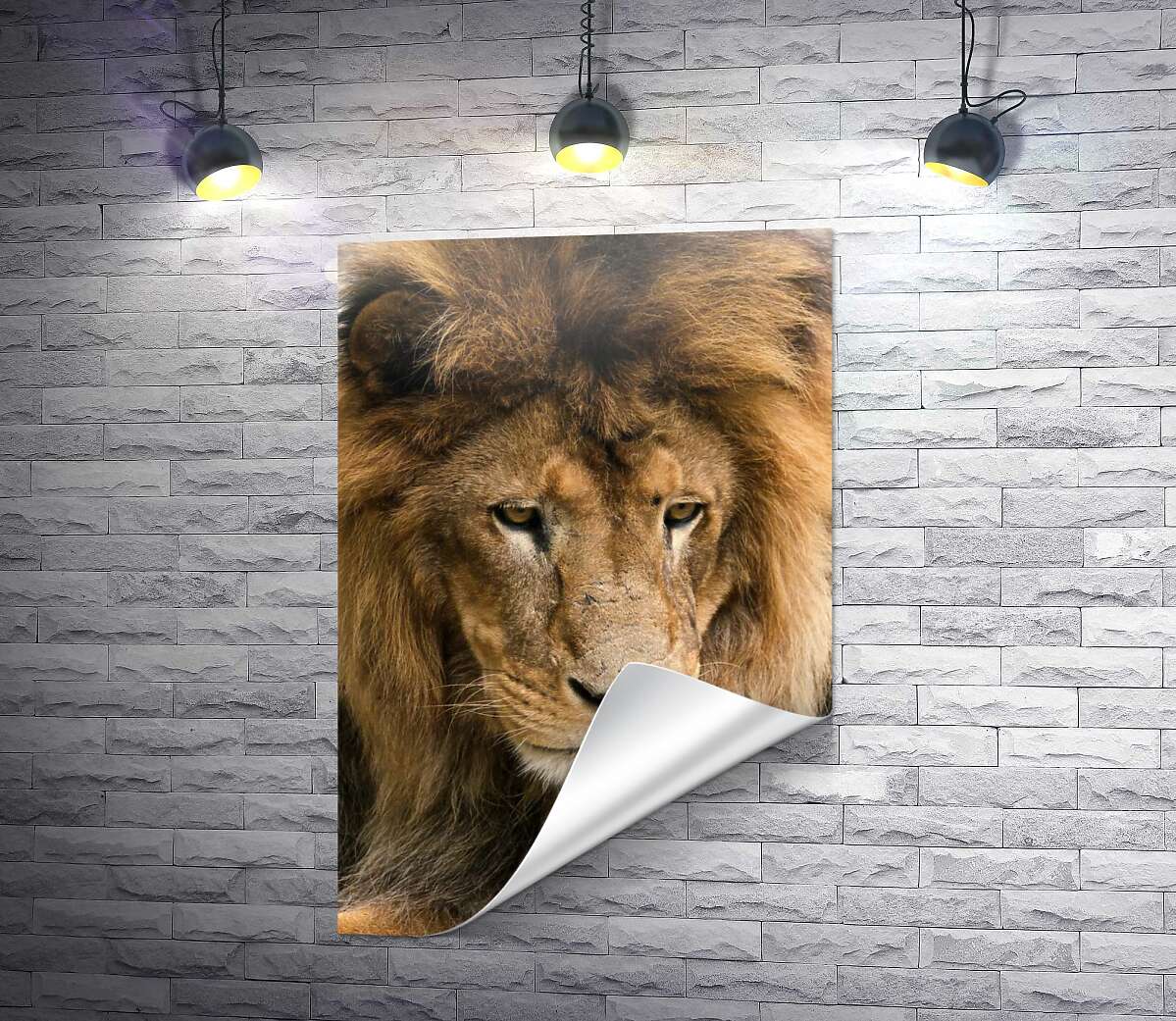 печать Портрет спокойного льва