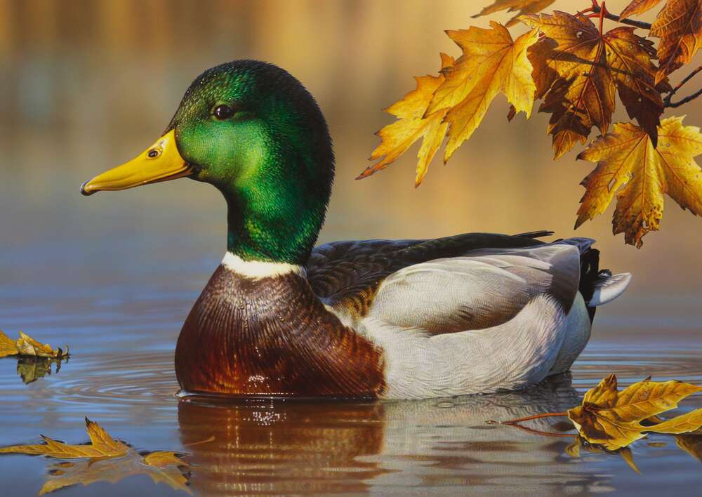 картина-постер Зелено-коричневая утка плавает в пруду