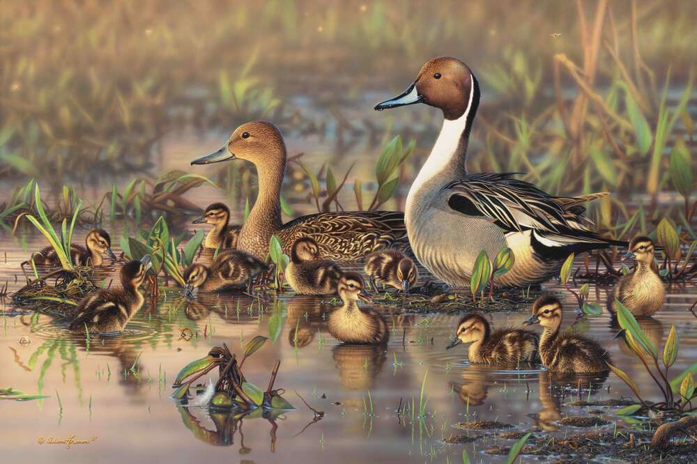 картина-постер Сімейство качок на болоті