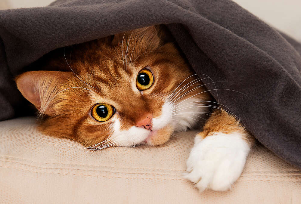 картина-постер Рыжий кот под теплым одеялом