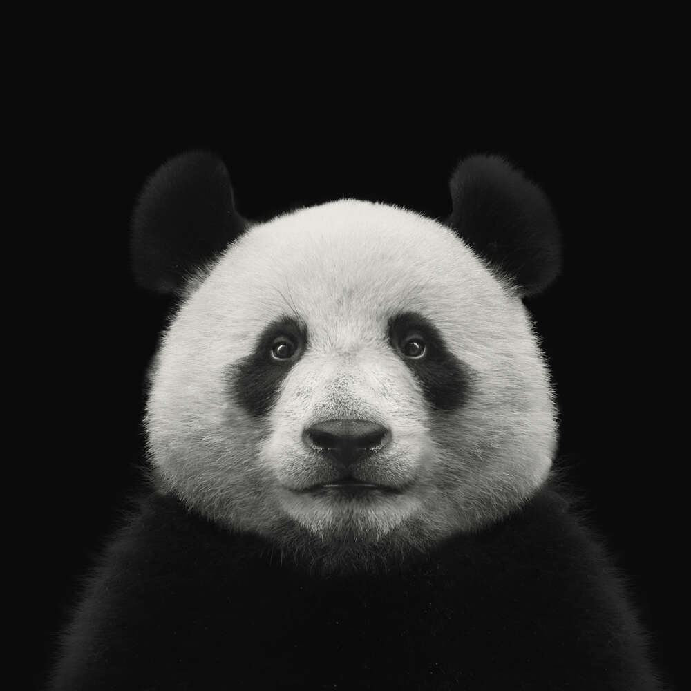 картина-постер Монохромний портрет панди
