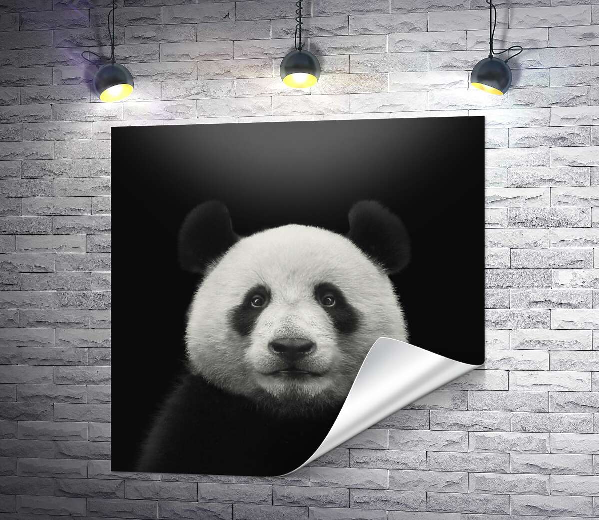 печать Монохромный портрет панды