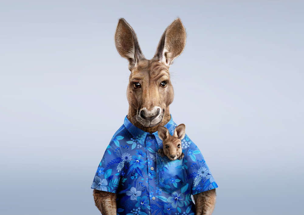 картина-постер Современный отец кенгуру в синей рубашке