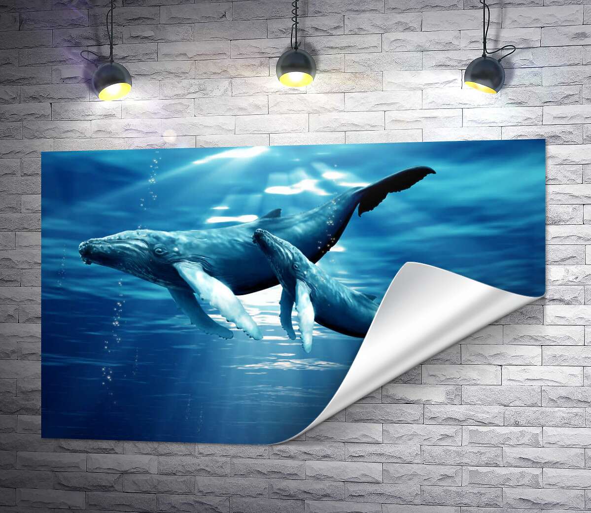друк Пара синіх китів в сонячних променях