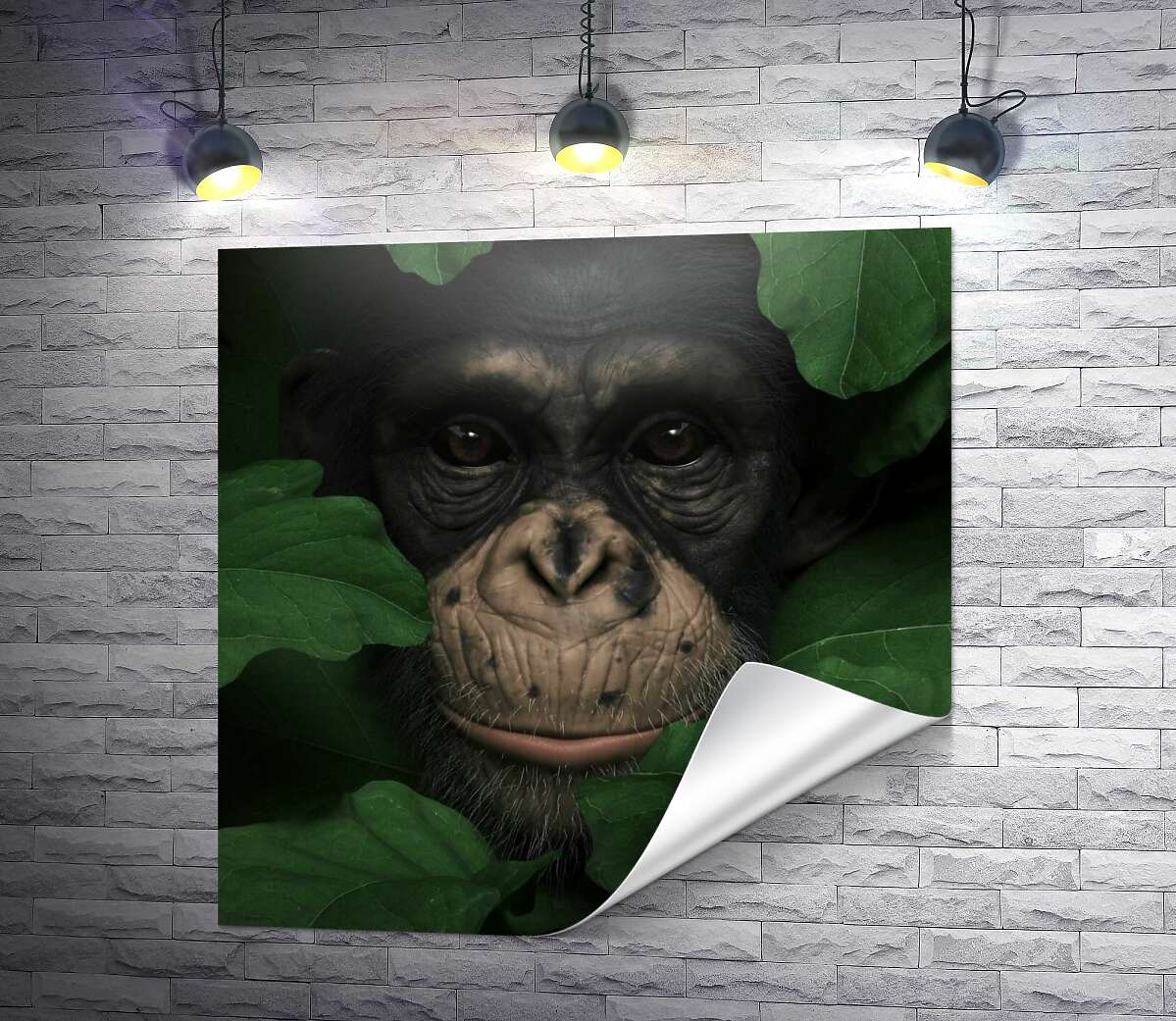 друк Уважна шимпанзе в зеленому листі