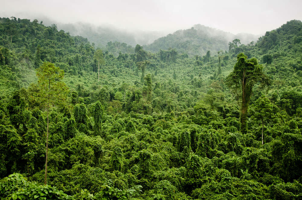 картина-постер Туманные джунгли дождевого леса Вьетнама