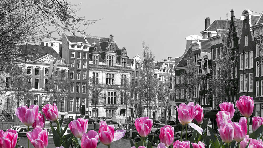 картина-постер Рожеві тюльпани обрамляють чорно-білий канал Амстердама