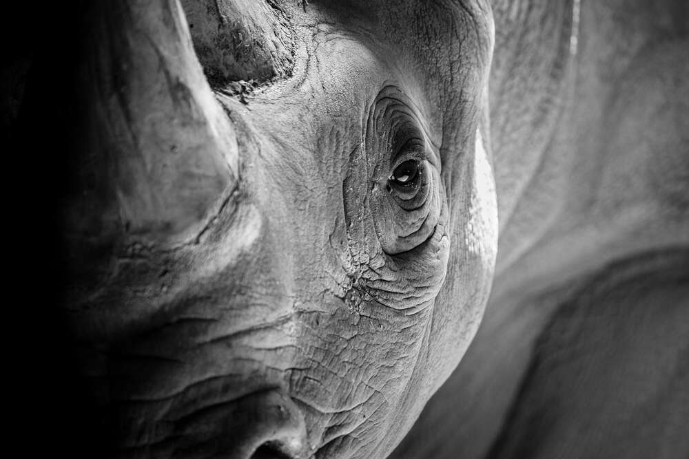 картина-постер Мудрий погляд носорога