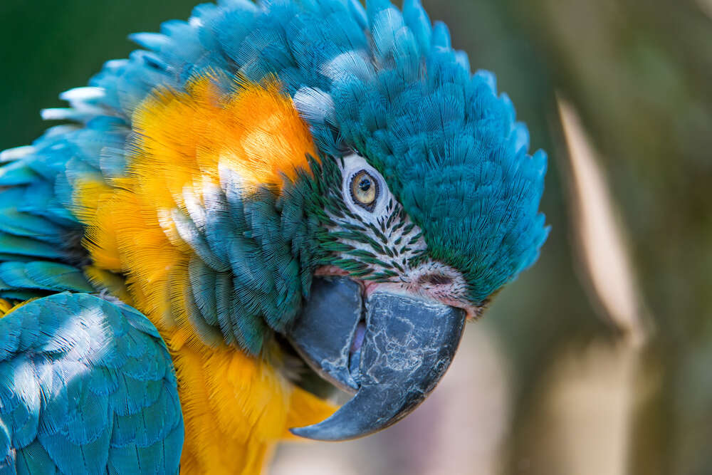картина-постер Яркий сине-желтый попугай ара