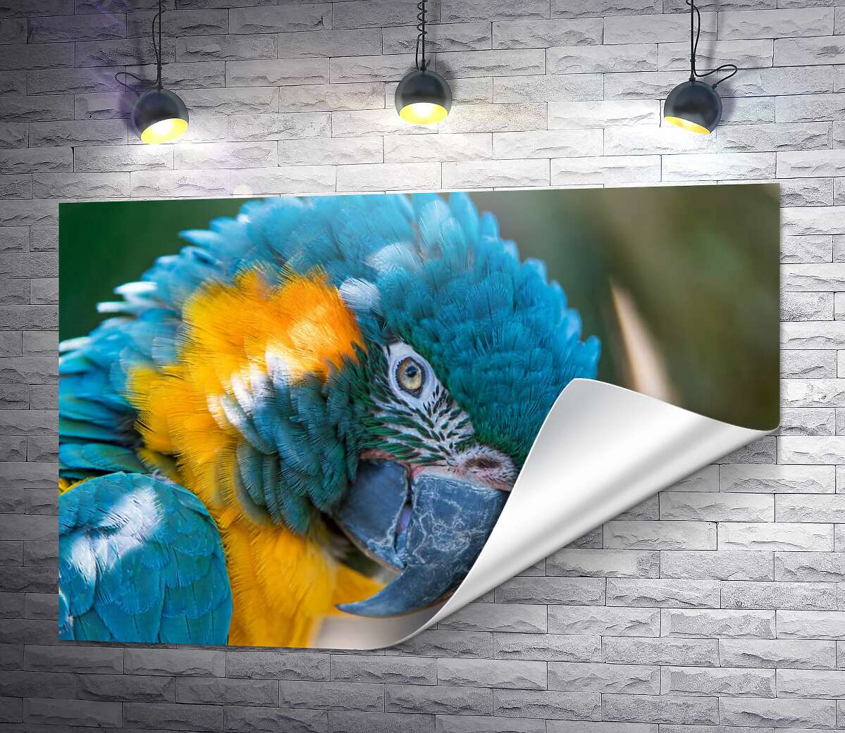 друк Яскравий синьо-жовтий папуга ара