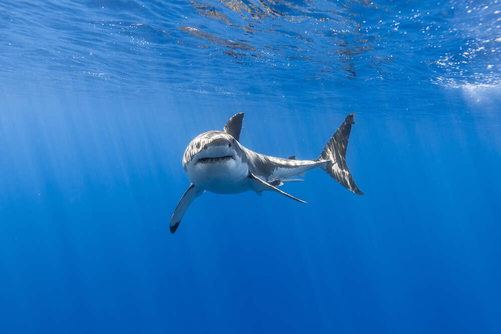 картина-постер Белая акула в лучах солнца