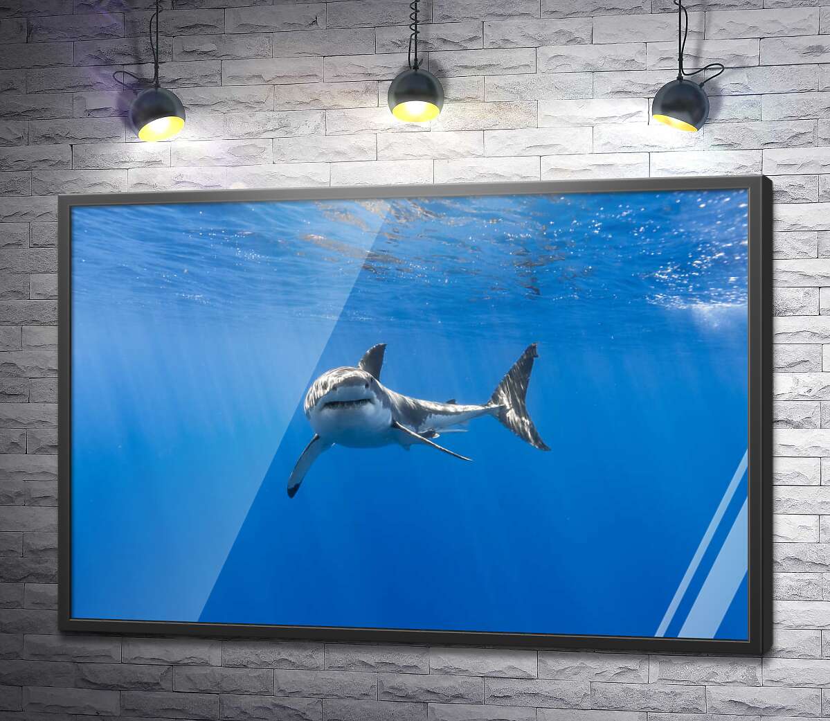 постер Белая акула в лучах солнца