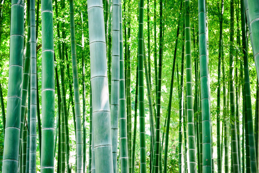 картина-постер Зелень бамбукового леса