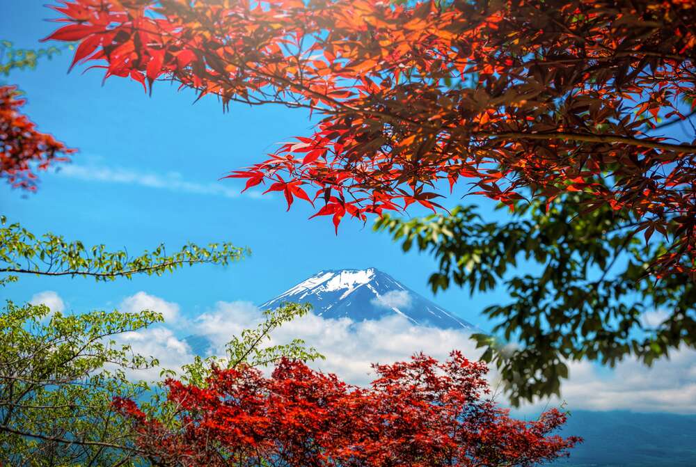 картина-постер Вершина горы Фудзи под осенними листьями клена