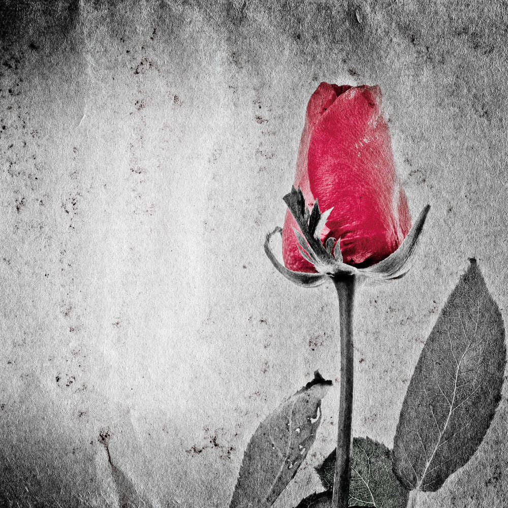 картина-постер Красный бутон черно-белой розы
