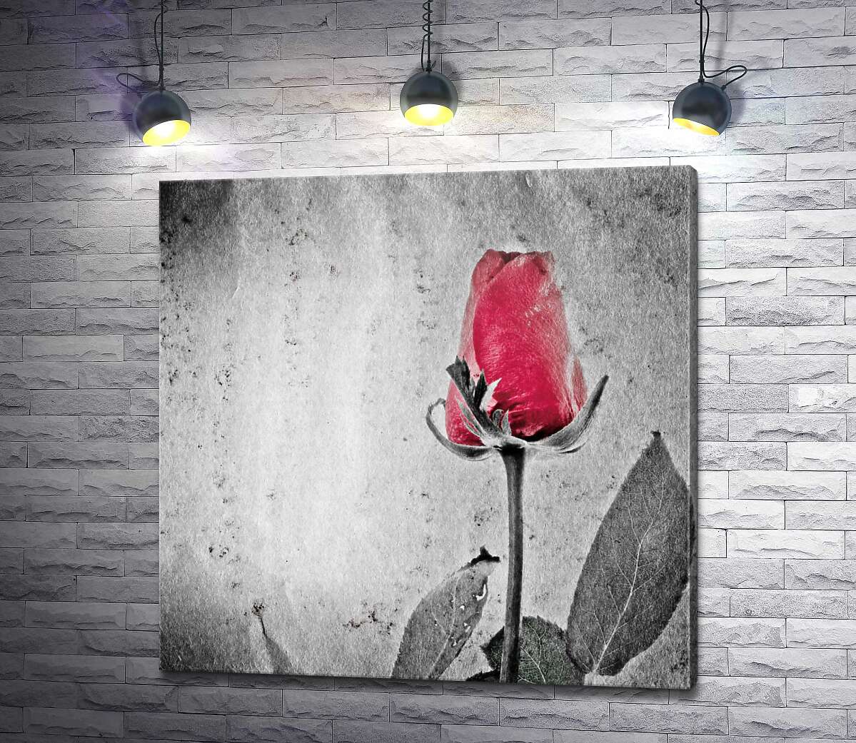 картина Червоний бутон чорно-білої троянди