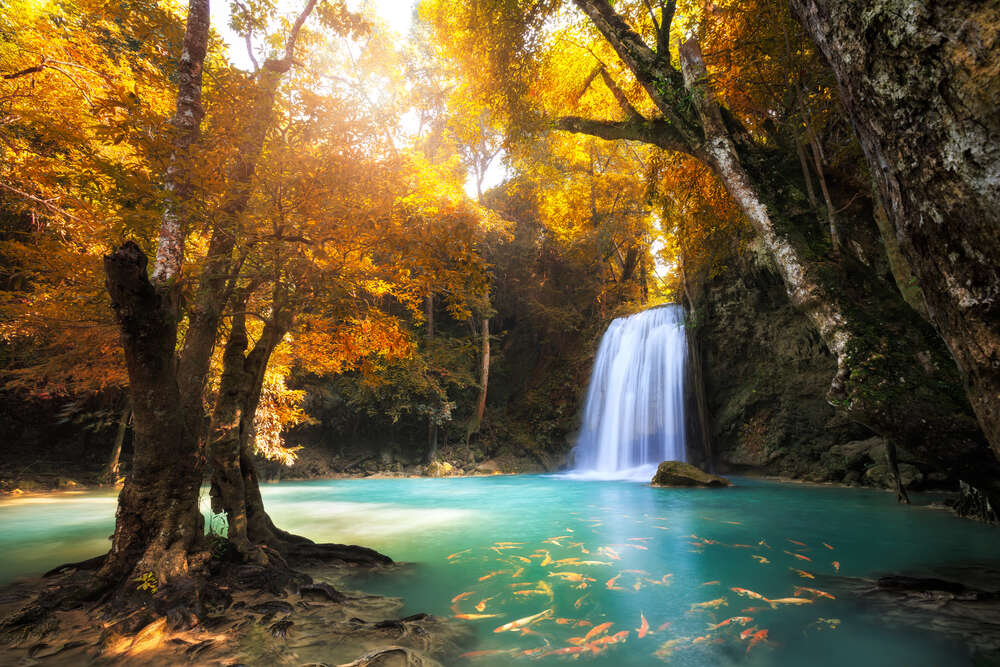 картина-постер Водопад среди золотых деревьев