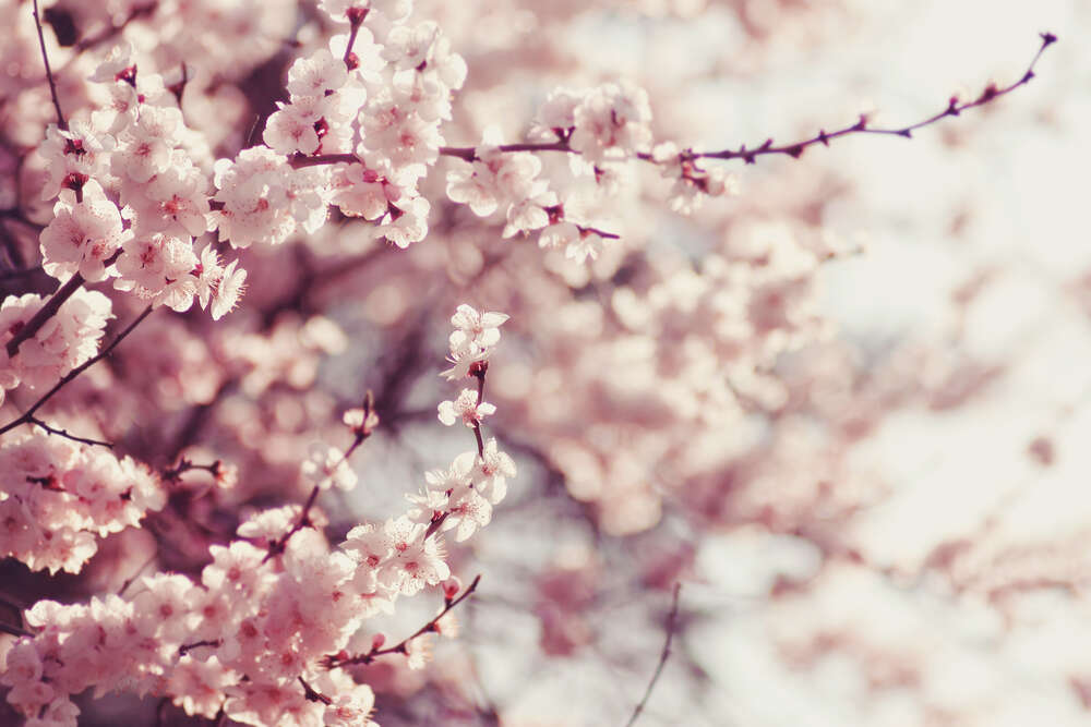 картина-постер Нежные ветки цветущей сакуры