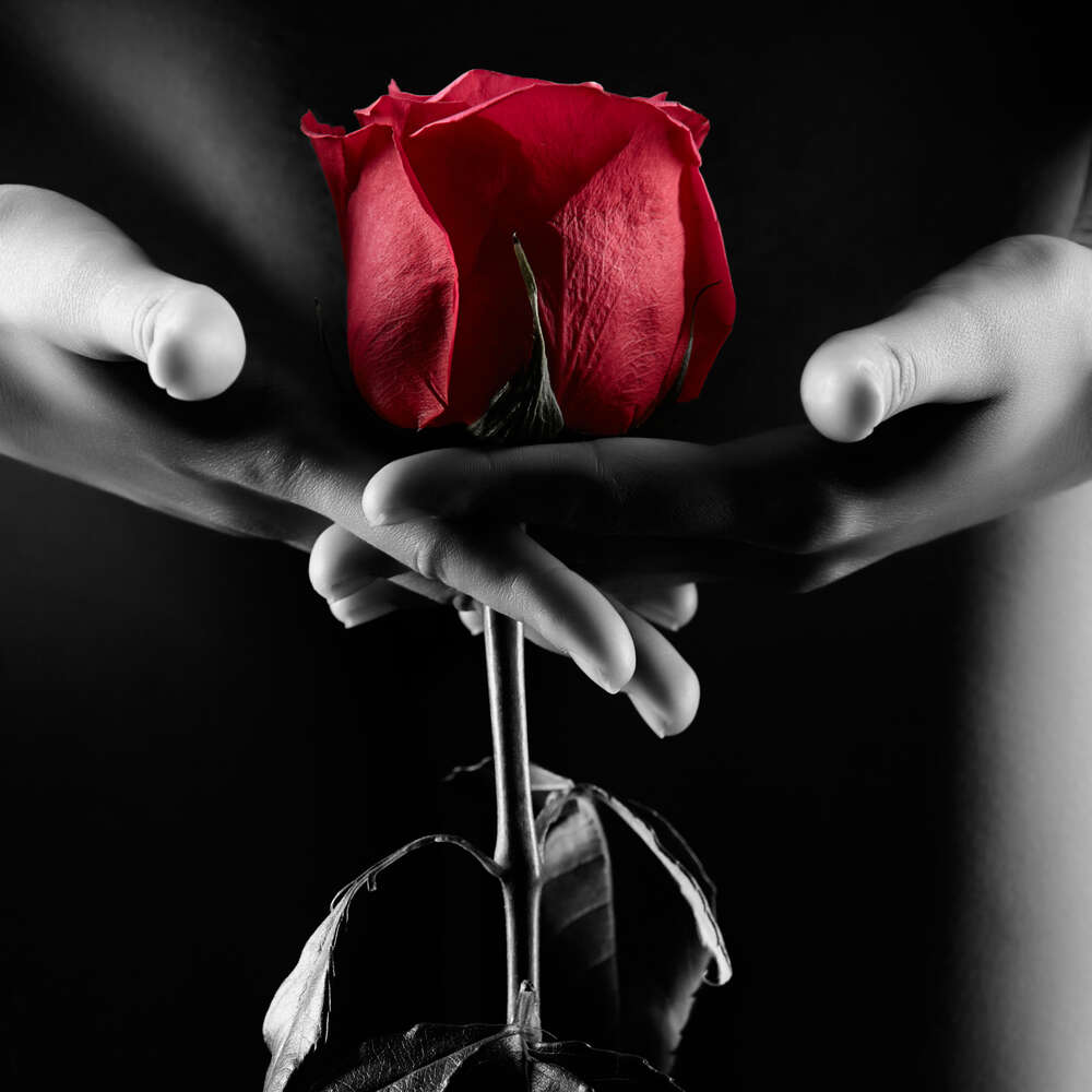 картина-постер Червона троянда в тіні спокусливого жіночого тіла