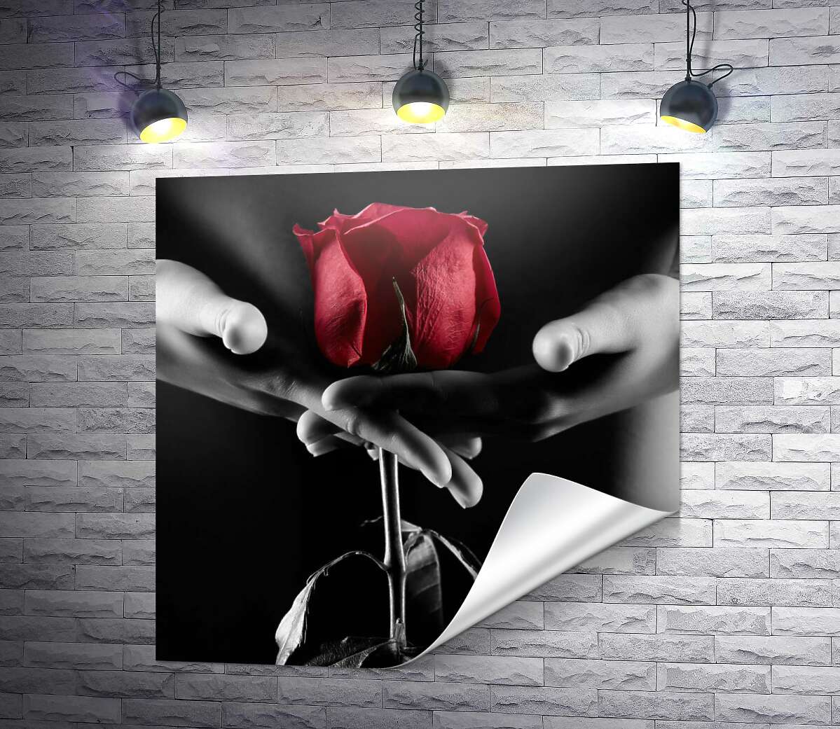 друк Червона троянда в тіні спокусливого жіночого тіла