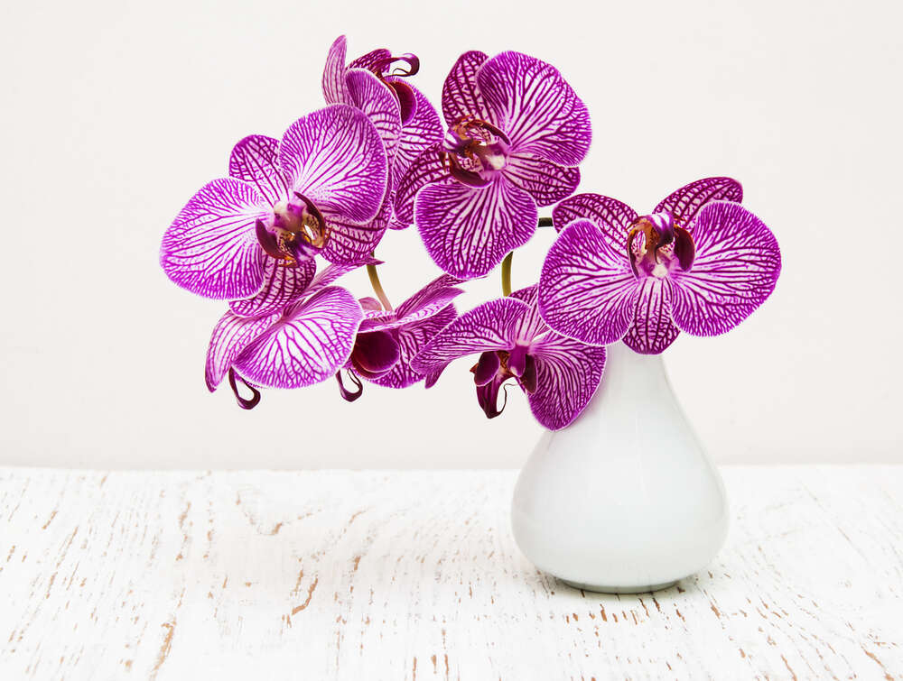 картина-постер Фиолетовые цветы орхидеи в вазе