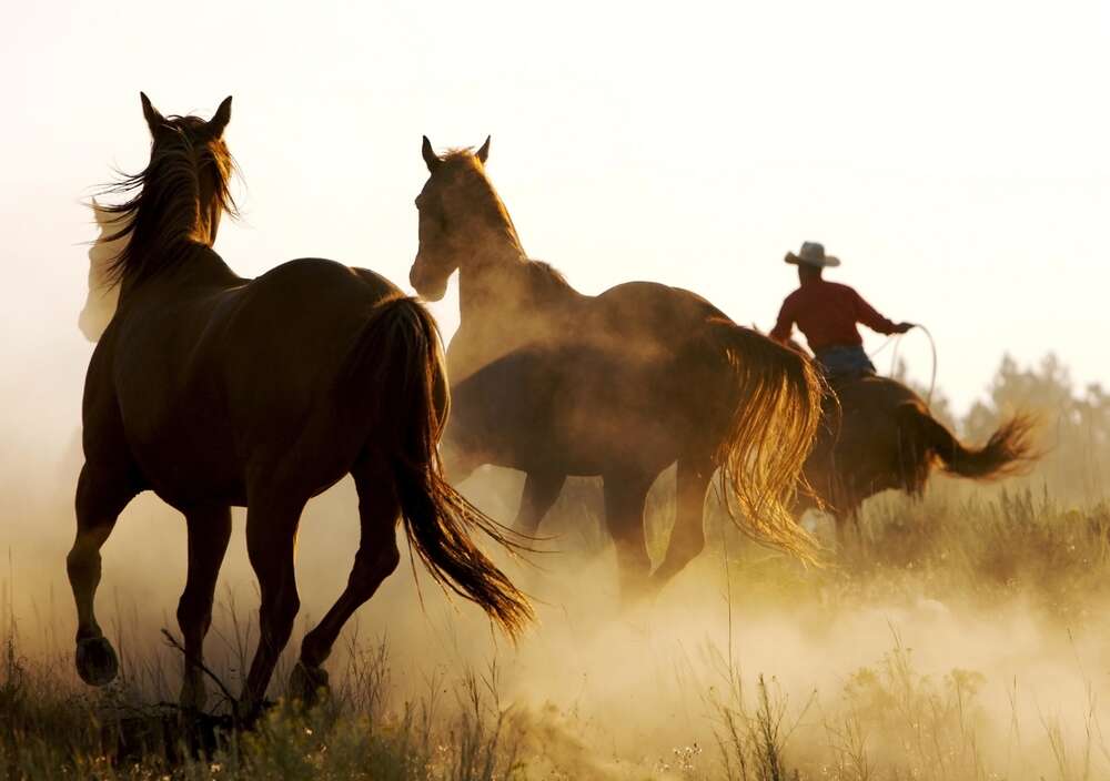 картина-постер Бегущие лошади в пыли