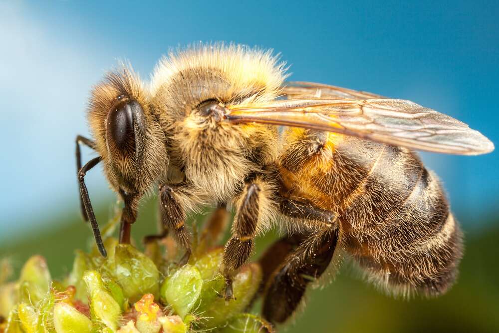 картина-постер Бджола збирає пилок