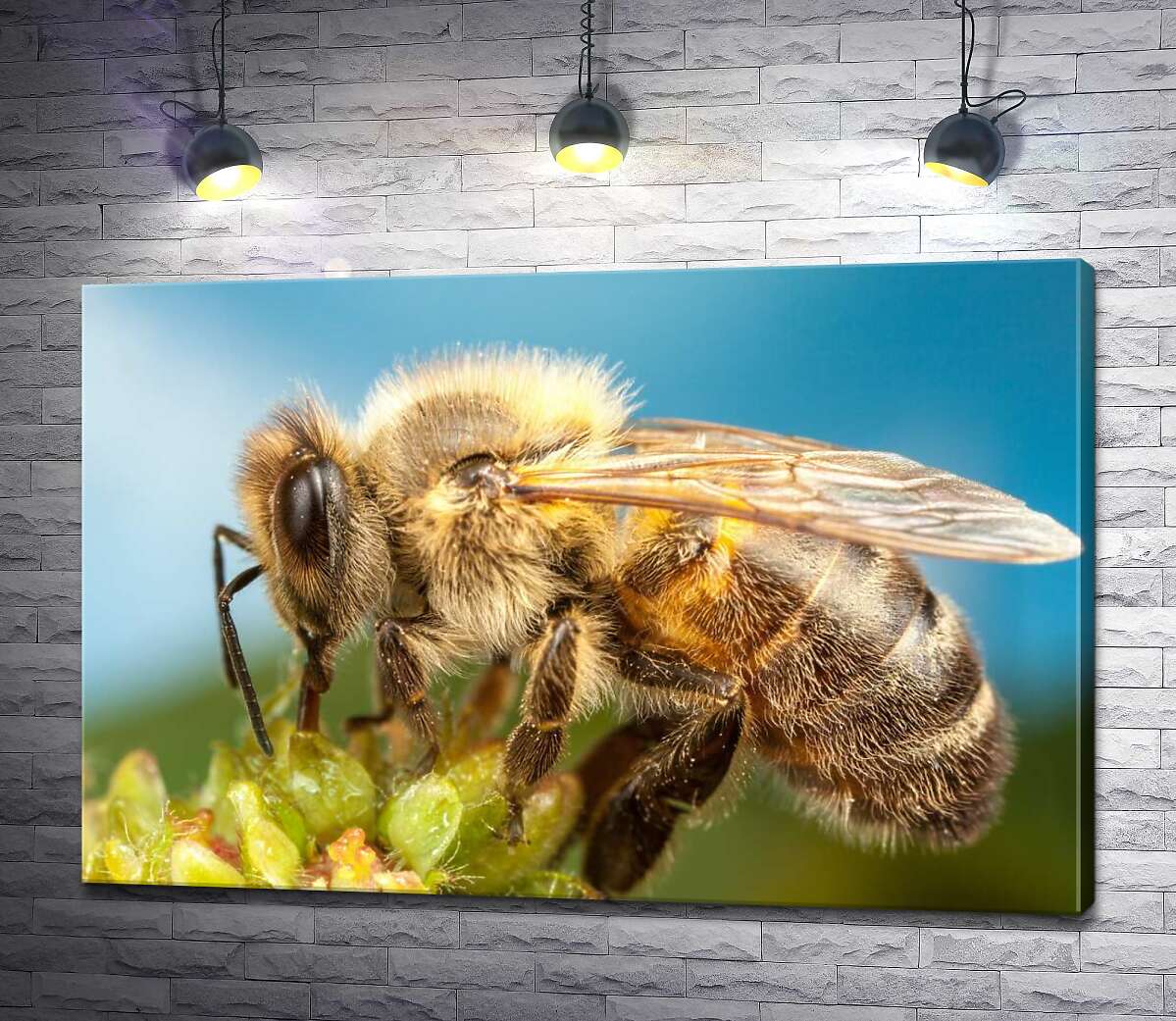 картина Пчела собирает пыльцу