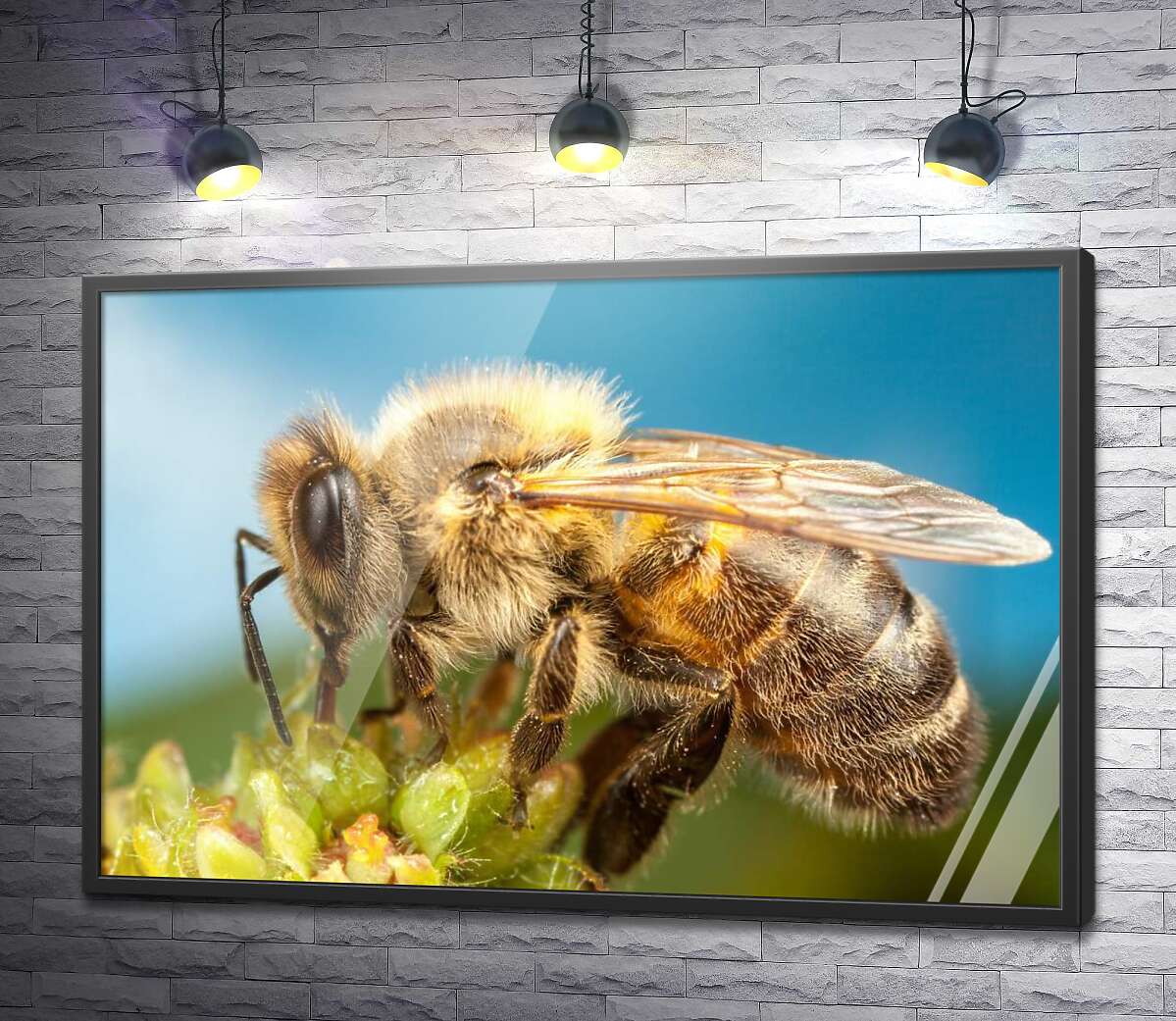 постер Пчела собирает пыльцу