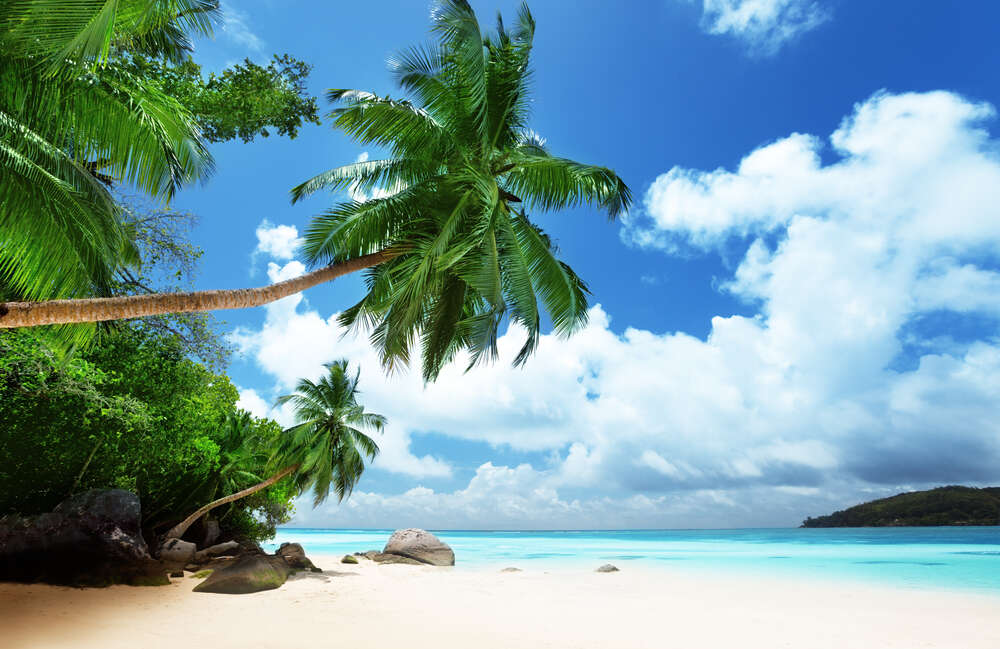 картина-постер Пальмы клонятся к воде на пляже