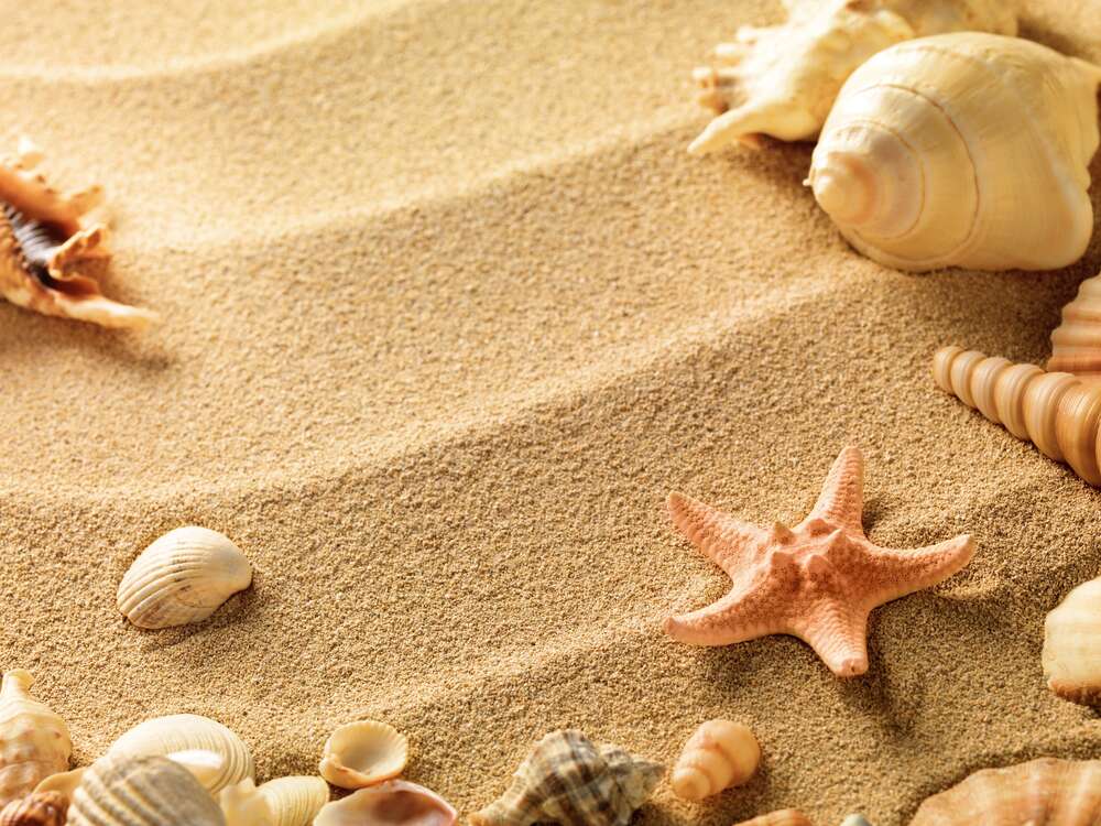 картина-постер Ракушки на песчаных волнах