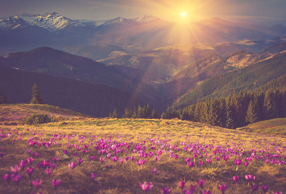 картина-постер Промені сонця, що сходить, падають на квітковий луг