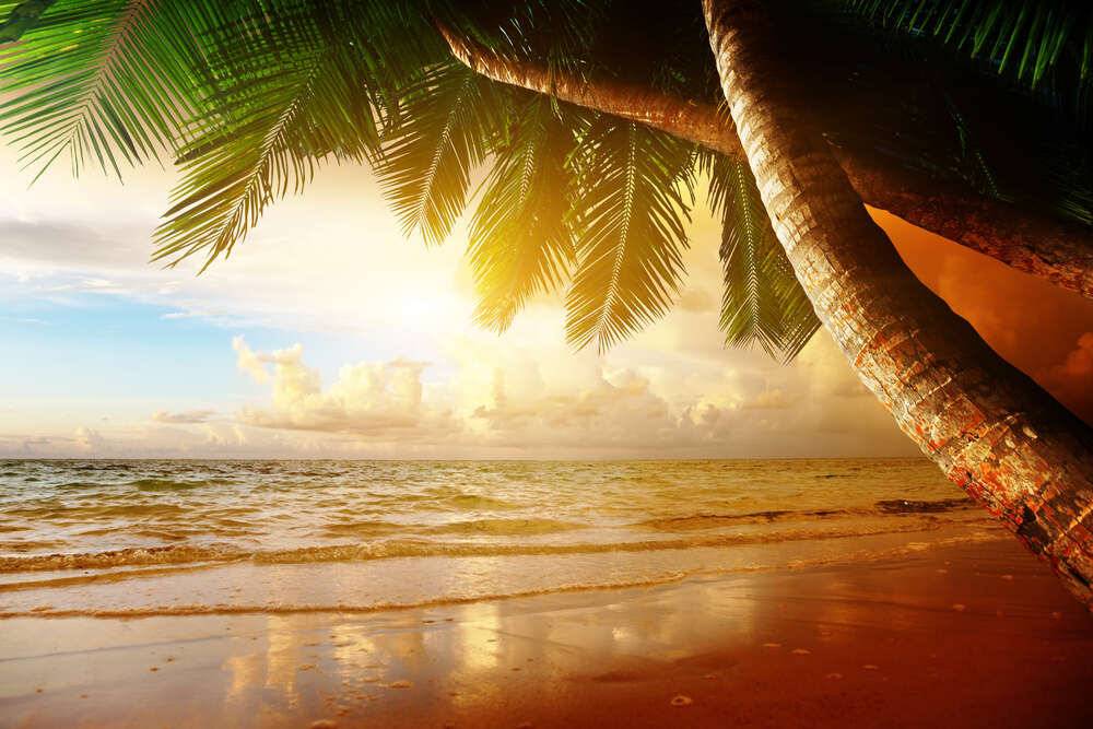 картина-постер Тропический пляж в золотых лучах солнца