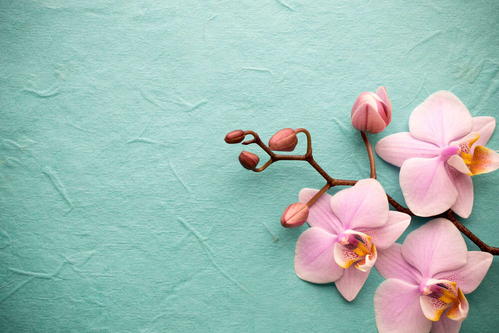 картина-постер Ніжні квіти орхідеї на блакитному фоні