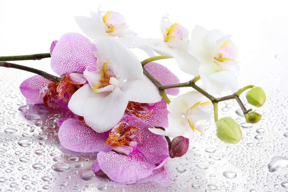картина-постер Ветки орхидей в каплях воды