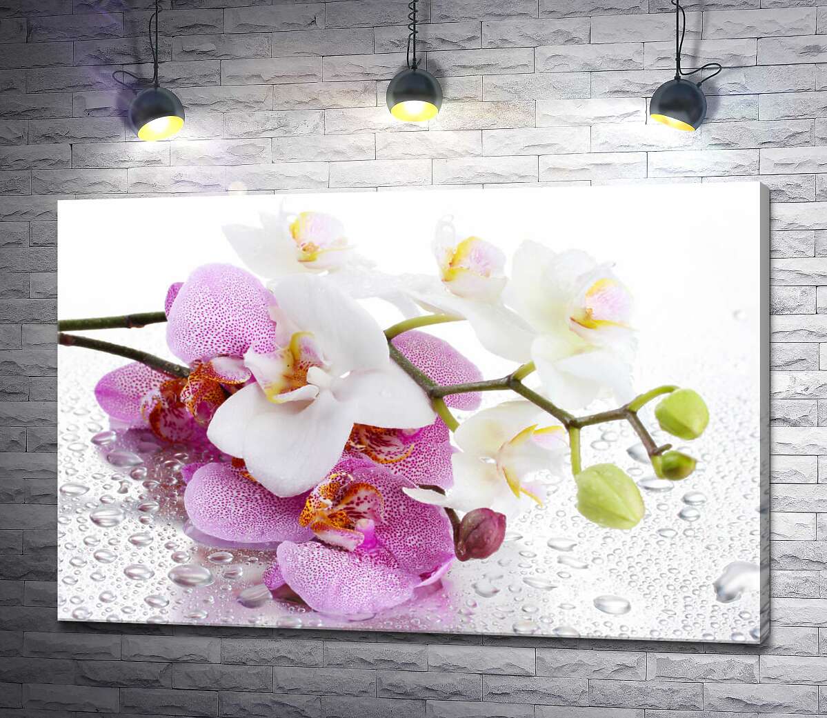картина Ветки орхидей в каплях воды