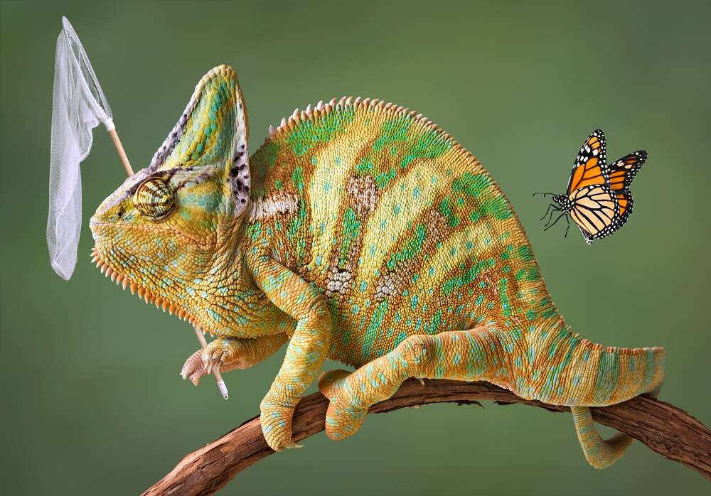 картина-постер Хамелеон с сачком и бабочка
