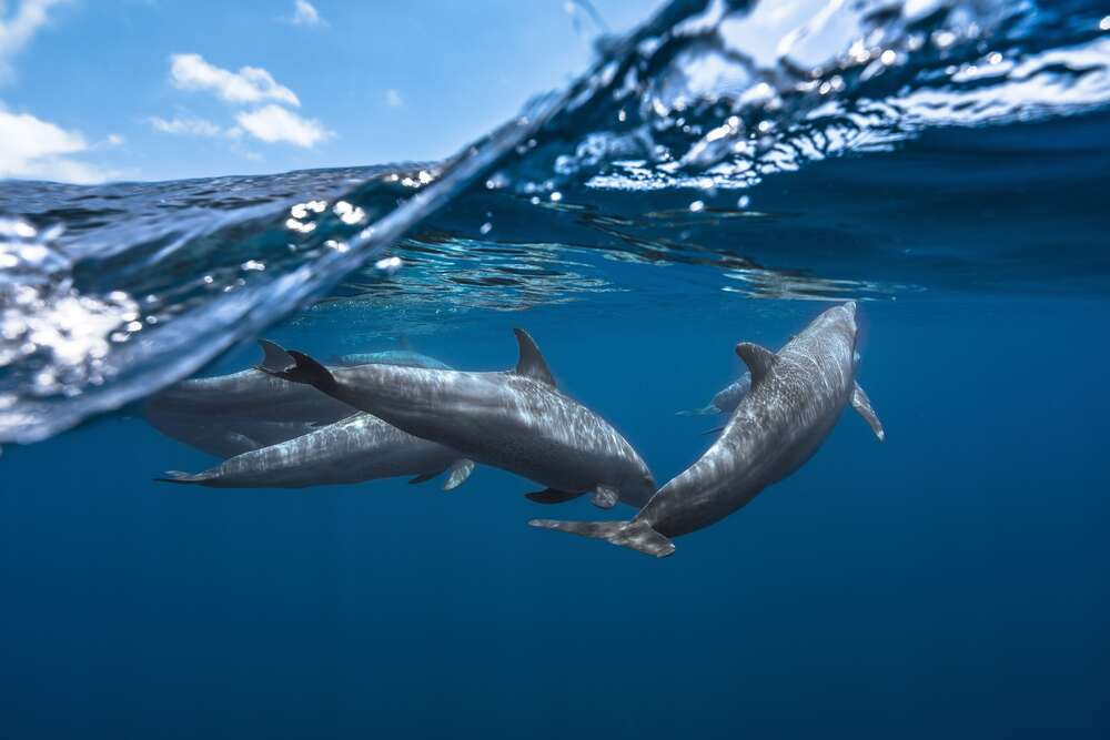 картина-постер Зграя дельфінів на кордоні води