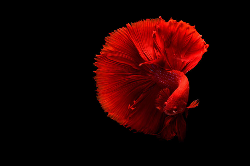 картина-постер Ярко-красная рыбка петушок