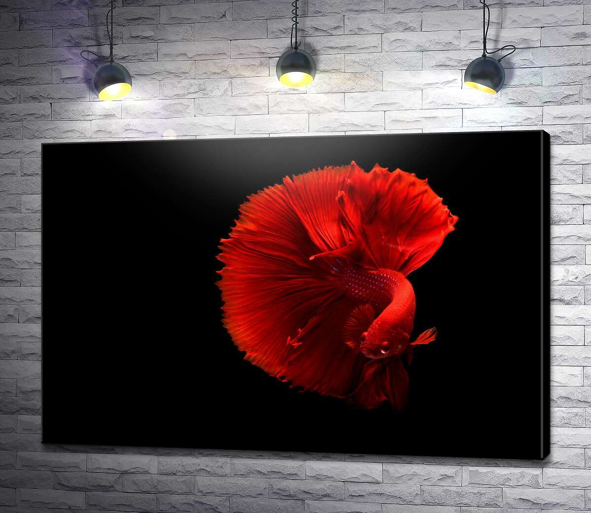 картина Ярко-красная рыбка петушок