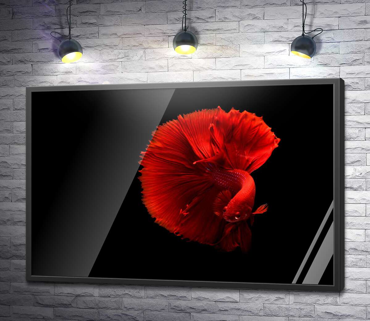 постер Ярко-красная рыбка петушок