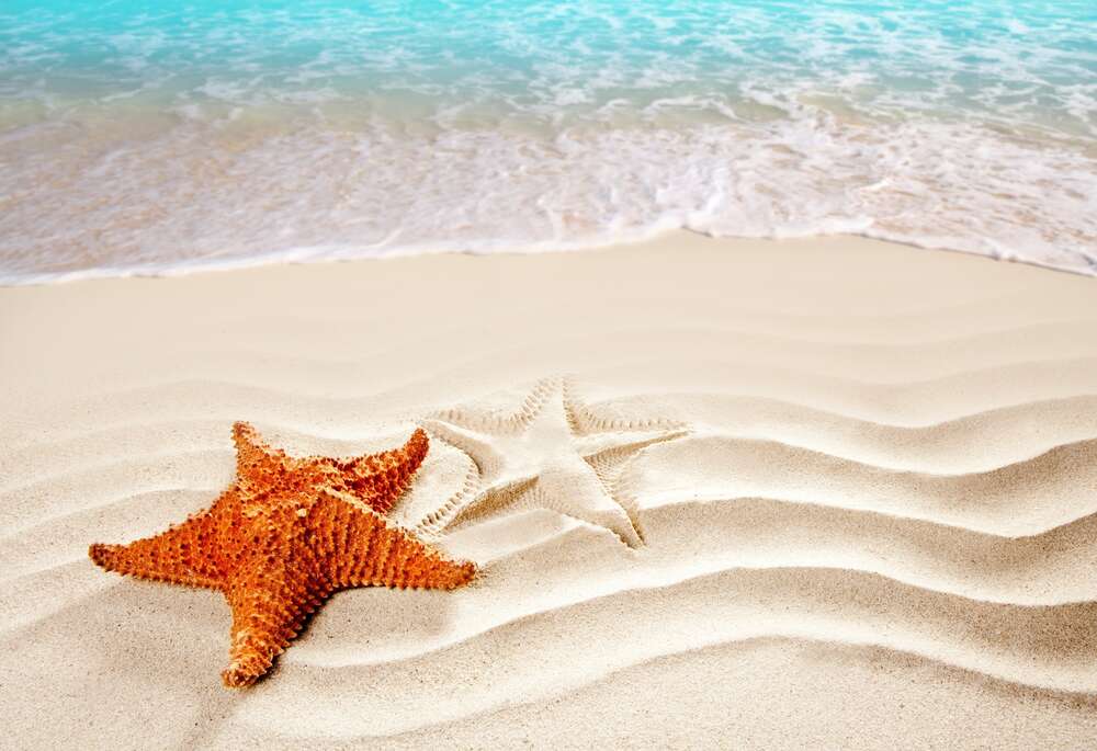 картина-постер Морская звезда на берегу
