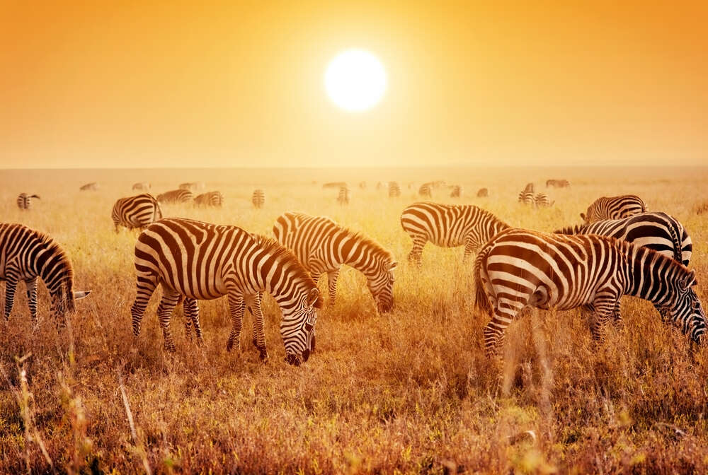 картина-постер Полосатые зебры под жарким солнцем саванны
