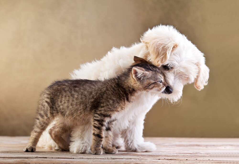 картина-постер Трогательная дружба щенка и котенка