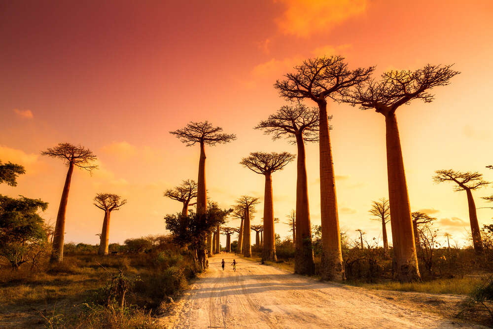 картина-постер Закатное небо над аллеей баобабов на Мадагаскаре