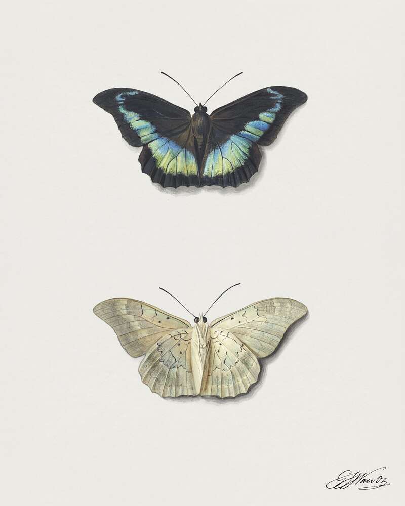 картина-постер Черная и белая коллекционные бабочки