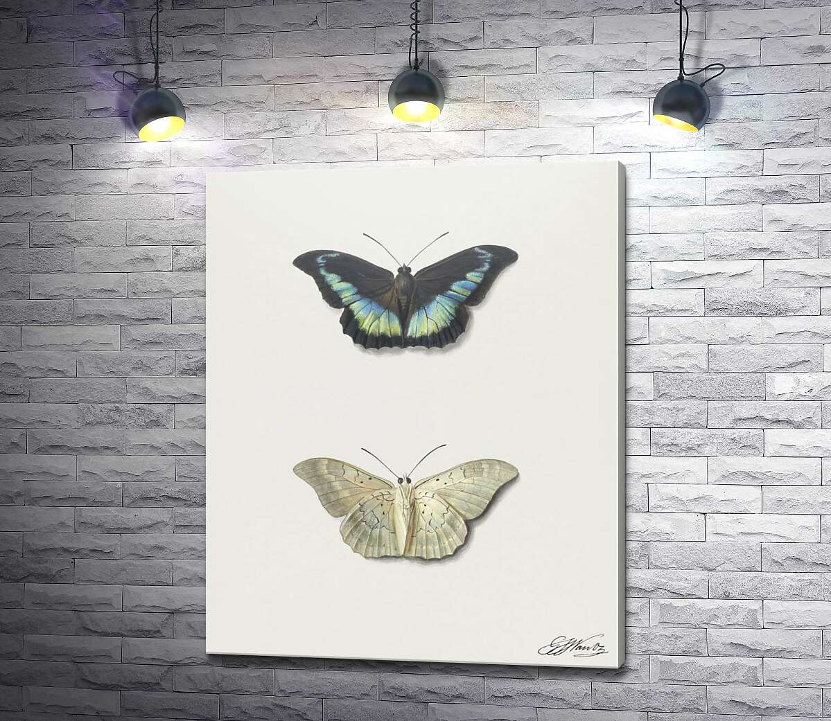 картина Черная и белая коллекционные бабочки