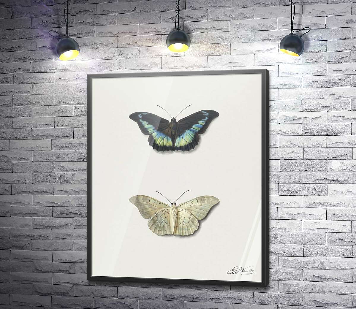 постер Черная и белая коллекционные бабочки