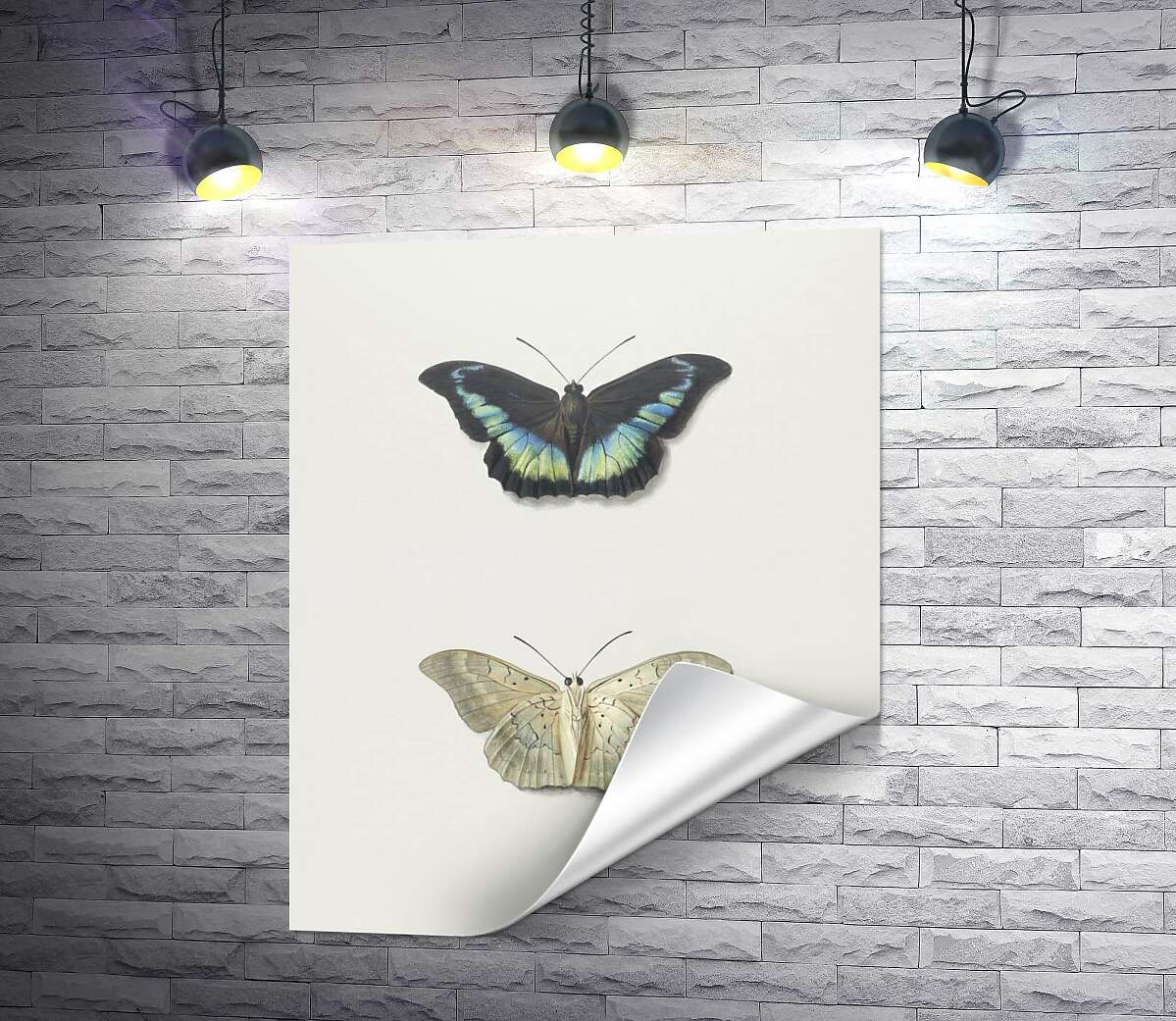 друк Чорна і біла колекційні метелики