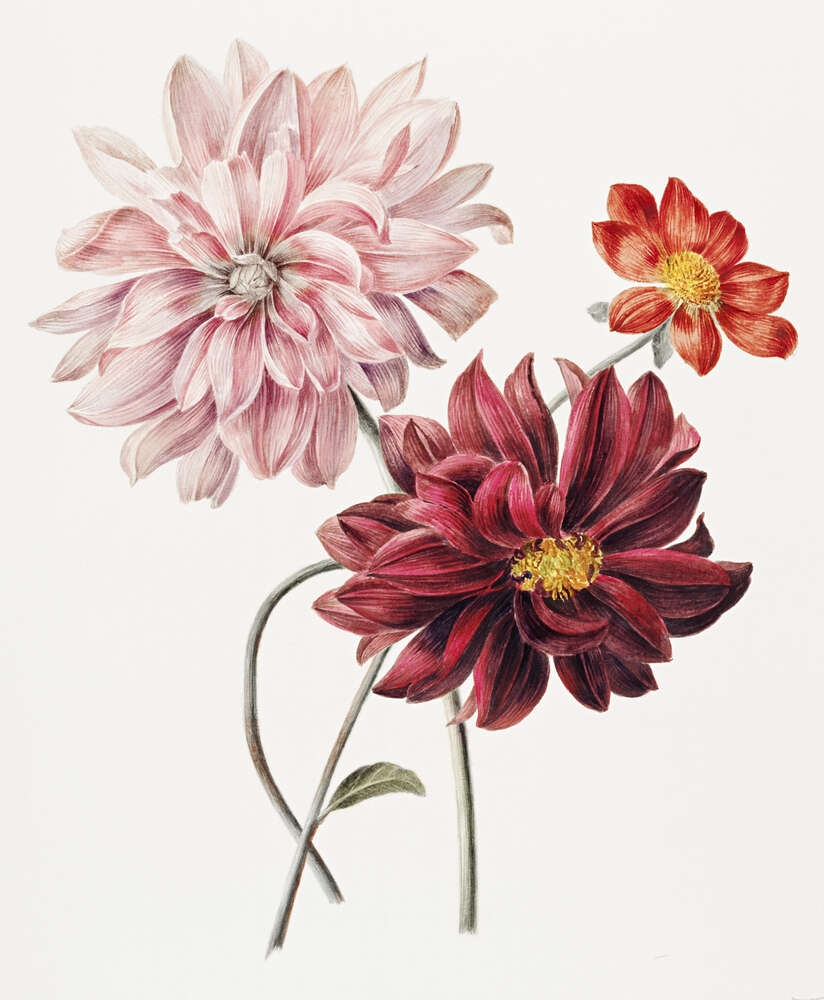 картина-постер Пестрые цветы георгин